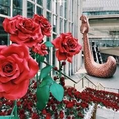 Kwiat papieru walentynkowego